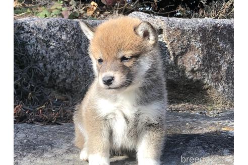 成約済の愛知県の柴犬-166783の2枚目