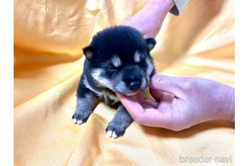 成約済の奈良県の豆柴-168529の10枚目