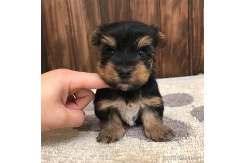成約済の愛知県のヨークシャーテリア-168530の1枚目