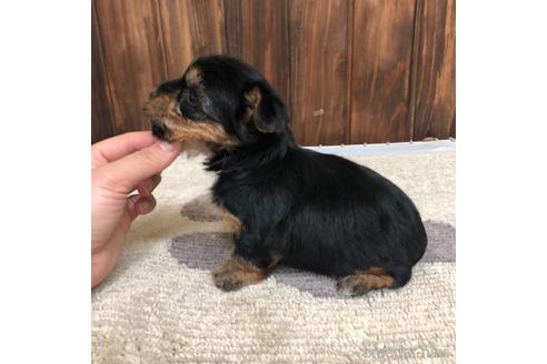 成約済の愛知県のヨークシャーテリア-168530の2枚目