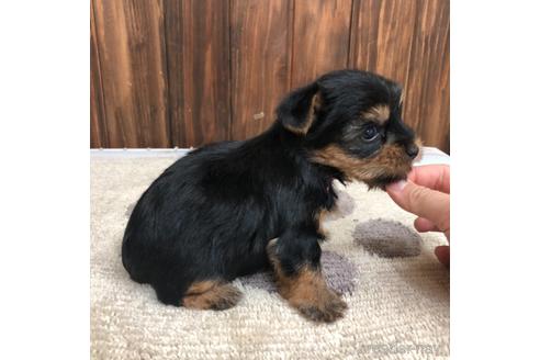 成約済の愛知県のヨークシャーテリア-168530の3枚目