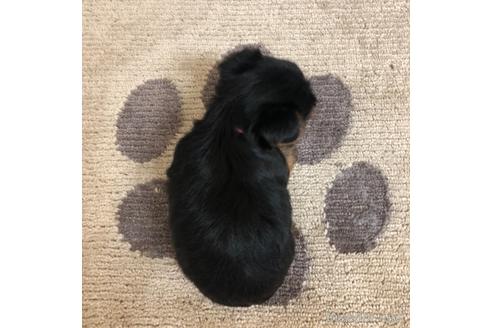 成約済の愛知県のヨークシャーテリア-168530の4枚目