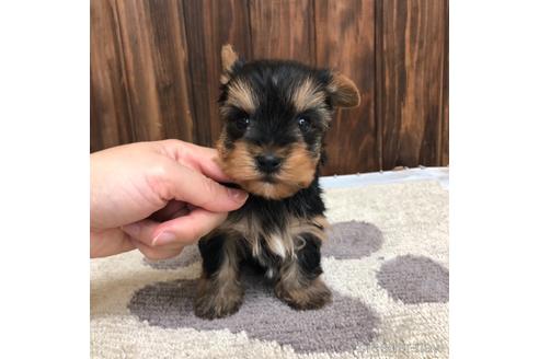 成約済の愛知県のヨークシャーテリア-168532の1枚目