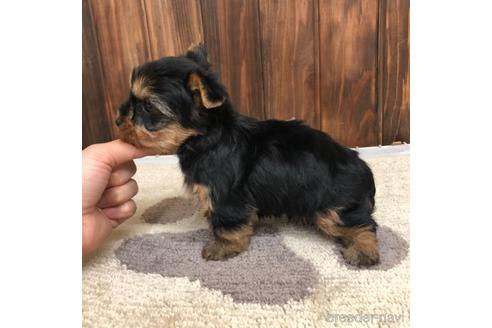 成約済の愛知県のヨークシャーテリア-168532の2枚目