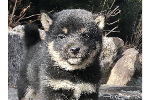 成約済の愛知県の柴犬-166771の1枚目