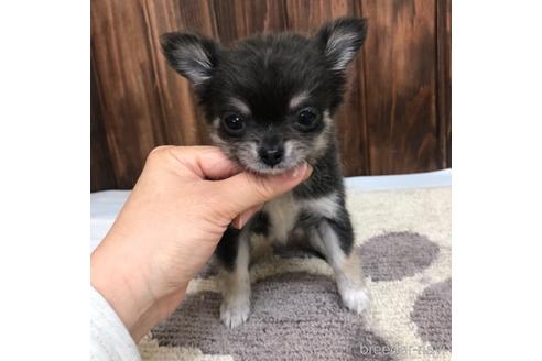 成約済の愛知県のチワワ(ロングコート)-168533の1枚目