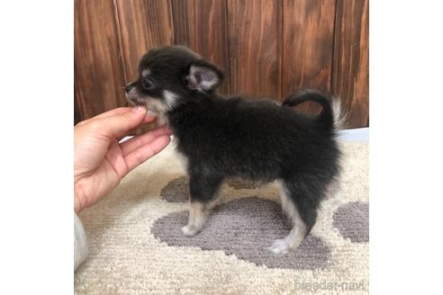 成約済の愛知県のチワワ(ロングコート)-168533の2枚目