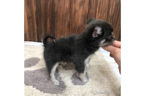 成約済の愛知県のチワワ(ロングコート)-168533の3枚目