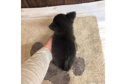 成約済の愛知県のチワワ(ロングコート)-168533の4枚目