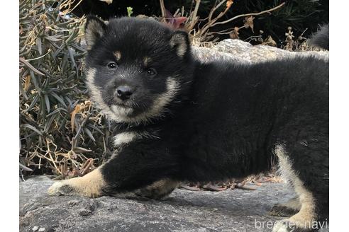 成約済の愛知県の柴犬-166771の9枚目