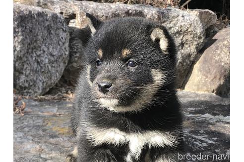 成約済の愛知県の柴犬-166771の6枚目