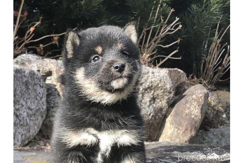 成約済の愛知県の柴犬-166771の5枚目