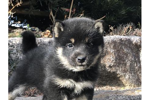 成約済の愛知県の柴犬-166771の4枚目