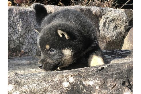 成約済の愛知県の柴犬-166771の3枚目