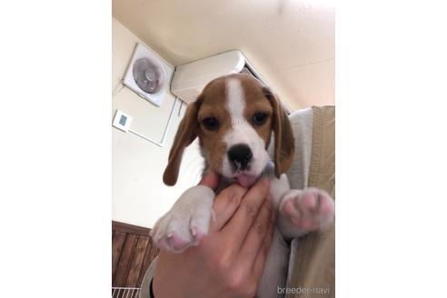 成約済の愛知県のビーグル-168534の1枚目