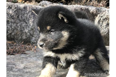 成約済の愛知県の柴犬-166771の2枚目