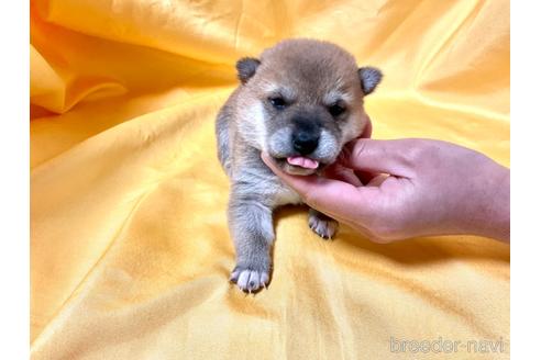 成約済の奈良県の豆柴-168535の11枚目