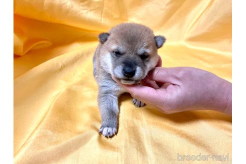 成約済の奈良県の豆柴-168535の9枚目