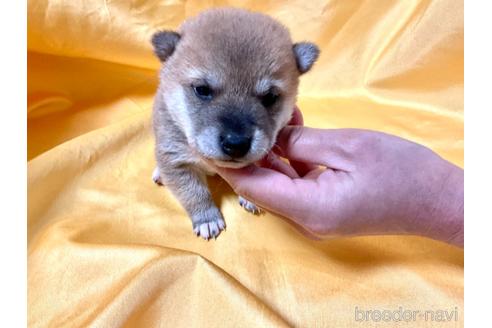 成約済の奈良県の豆柴-168535の10枚目