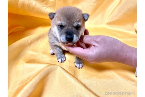 成約済の奈良県の豆柴-168535の7枚目