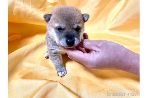 成約済の奈良県の豆柴-168535の8枚目