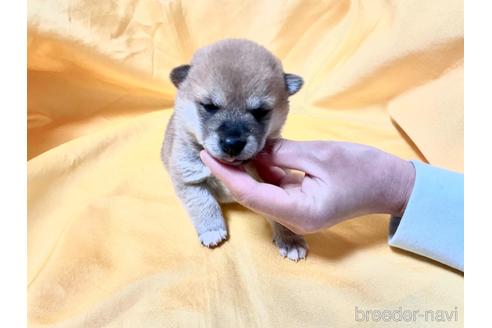成約済の奈良県の豆柴-168536の10枚目