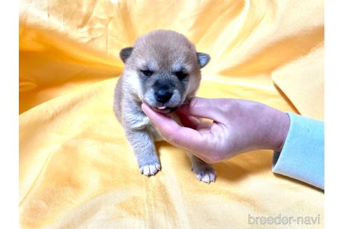 成約済の奈良県の豆柴-168536の9枚目