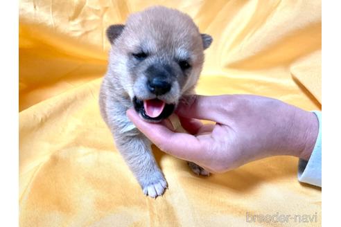 成約済の奈良県の豆柴-168536の7枚目