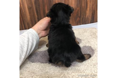 成約済の愛知県のヨークシャーテリア-168537の2枚目