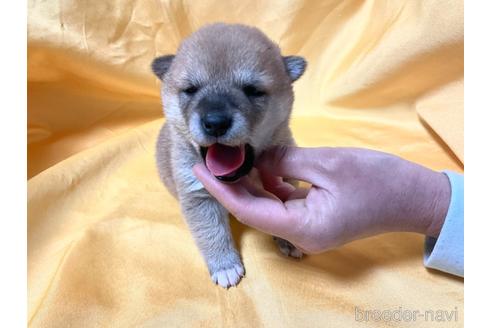 成約済の奈良県の豆柴-168536の8枚目