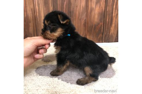 成約済の愛知県のヨークシャーテリア-168537の3枚目