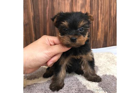 成約済の愛知県のヨークシャーテリア-168537の1枚目