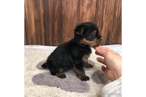 成約済の愛知県のヨークシャーテリア-168537の4枚目