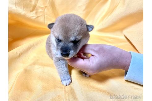 成約済の奈良県の豆柴-168536の6枚目