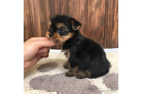 成約済の愛知県のヨークシャーテリア-168541の3枚目