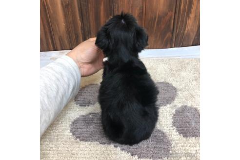 成約済の愛知県のヨークシャーテリア-168541の4枚目