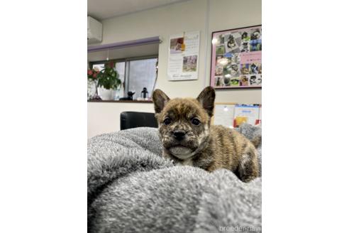 成約済の茨城県のミックス犬-168345の4枚目