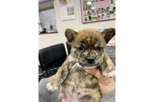 成約済の茨城県のミックス犬-168345の3枚目