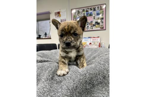 成約済の茨城県のミックス犬-168345の2枚目