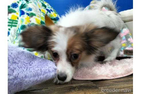 成約済の兵庫県のパピヨン-158353の6枚目