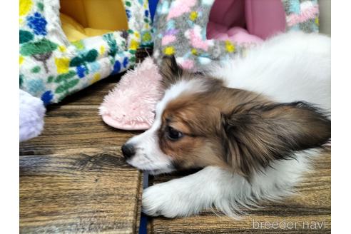 成約済の兵庫県のパピヨン-158353の7枚目