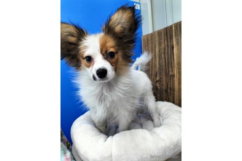 成約済の兵庫県のパピヨン-158353の8枚目