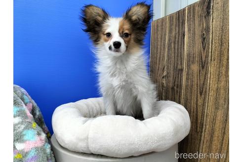 成約済の兵庫県のパピヨン-158353の9枚目