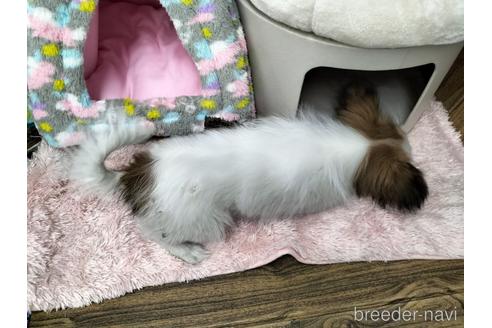 成約済の兵庫県のパピヨン-158353の11枚目