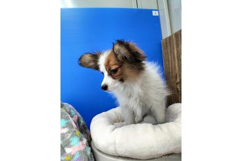 成約済の兵庫県のパピヨン-158353の2枚目