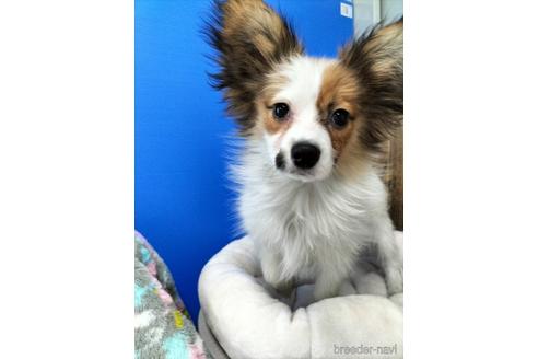 成約済の兵庫県のパピヨン-158353の3枚目