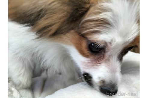 成約済の兵庫県のパピヨン-158353の1枚目