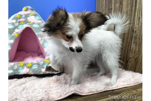 成約済の兵庫県のパピヨン-158353の4枚目