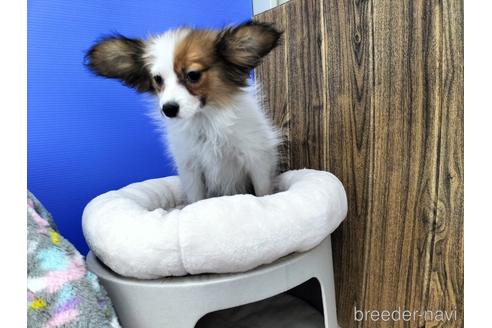 成約済の兵庫県のパピヨン-158353の5枚目