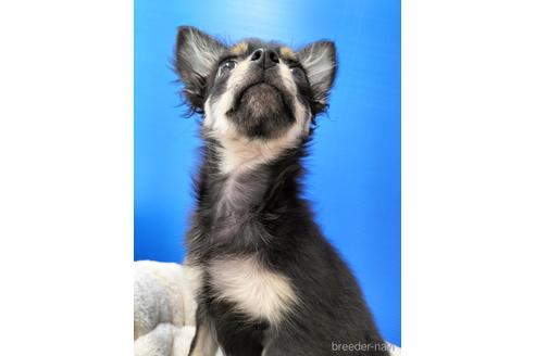 成約済の兵庫県のチワワ(ロングコート)-160556